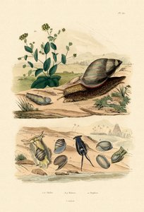 Coquillages